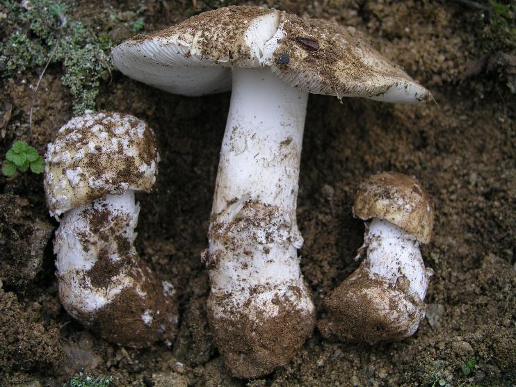 Amanita  amici  Gillet